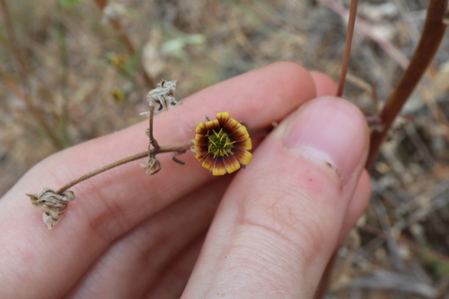 Image of Osteospermum monstrosum by (c) Thomas Mesaglio, some rights reserved (CC BY)