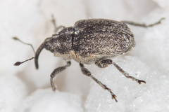 Ceutorhynchus sophiae