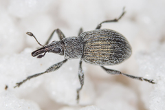 Pseudoperapion brevirostre