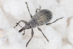 Pseudoperapion brevirostre