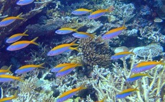 Mirolabrichthys evansi