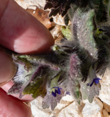 Ajuga orientalis
