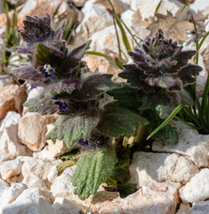 Ajuga orientalis