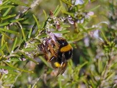 Bombus terrestris lusitanicus
