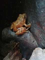 Niceforonia mantipus