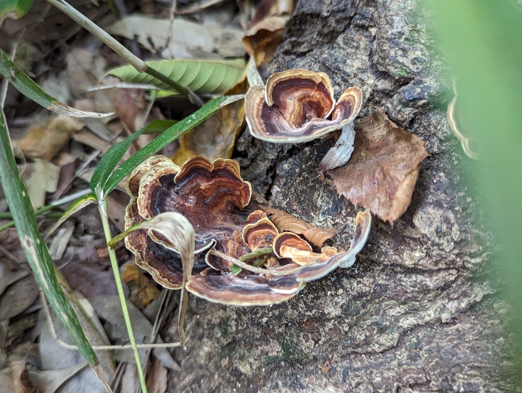 Microporus affinis · October 2023 · photo: © kalvinchan (iNaturalist, cc-by)