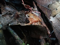 Niceforonia mantipus