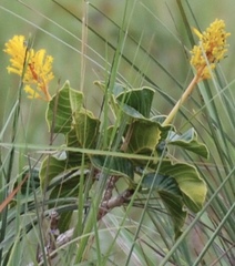 Palicourea rigida