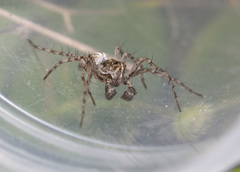 Oxyopes lineatus