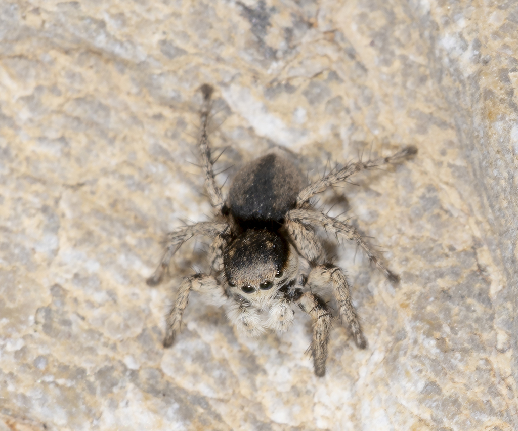 Aelurillus cretensis