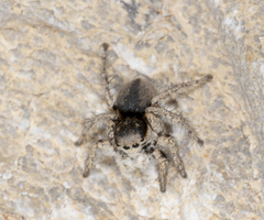 Aelurillus cretensis