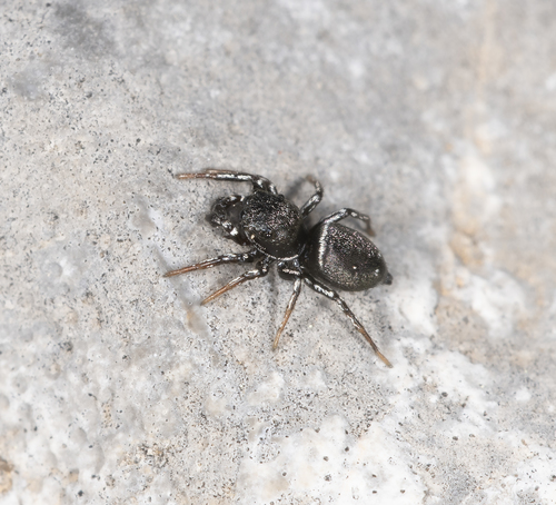 Heliophanus creticus