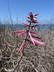 Erythrina lanata