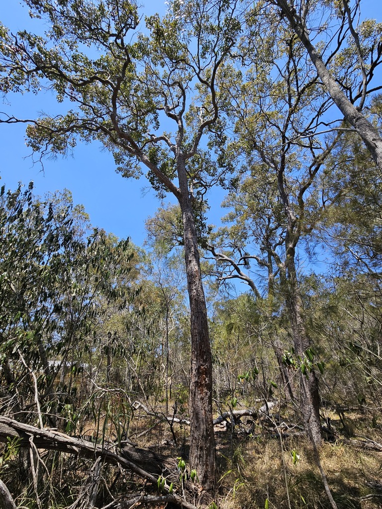 Lophostemon suaveolens from Hervey Bay QLD 4655, Australia on October ...