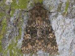 Pseudobryomima fallax