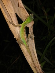 Anolis ventrimaculatus
