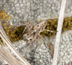 Oxyopes lineatus