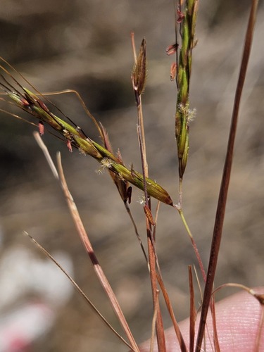 jaraguagrass (Hyparrhenia rufa)