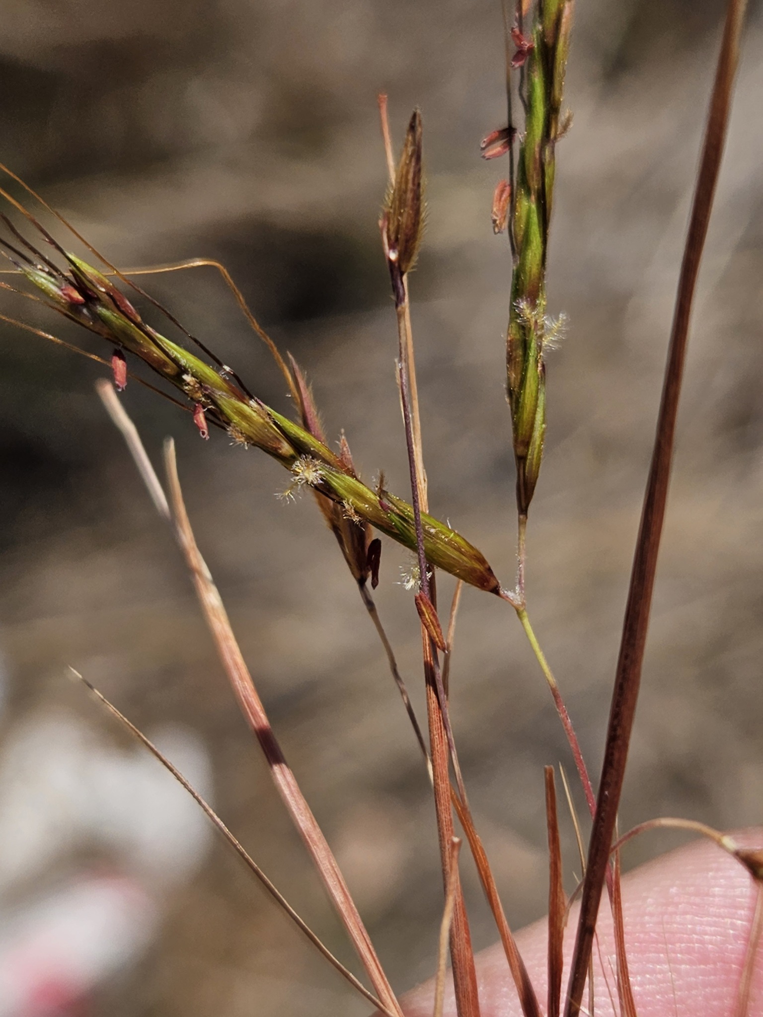 Hyparrhenia rufa