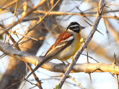 Emberiza flaviventris