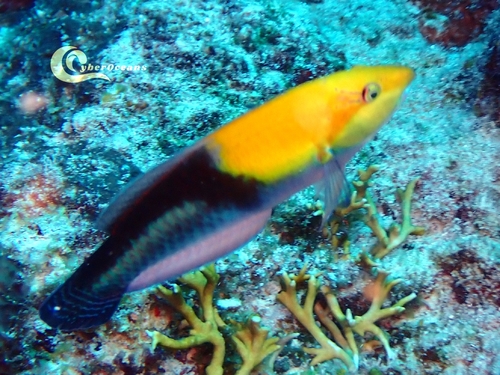 Yellowhead Wrasse