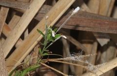 Epilobium pallidiflorum