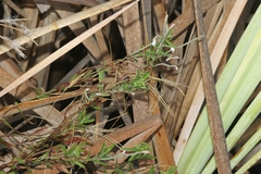 Epilobium pallidiflorum