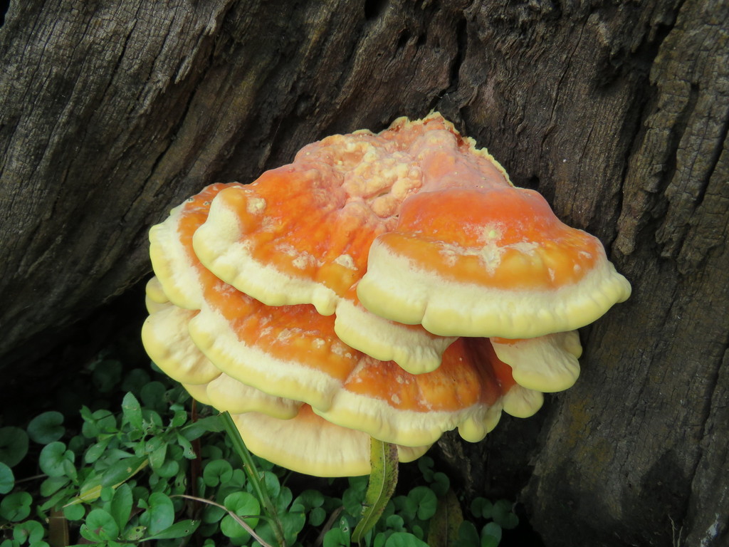 Laetiporus sulphureus · April 2016 · photo: © nicoolejnik (iNaturalist, cc-by)