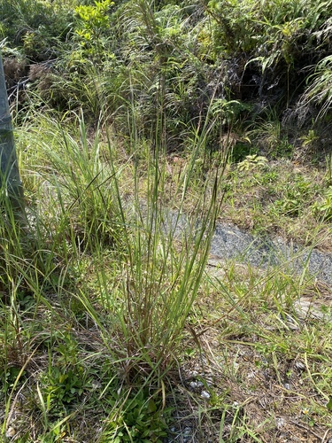 Heteropogon triticeus iNat (1)