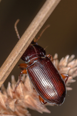 Amara propinqua