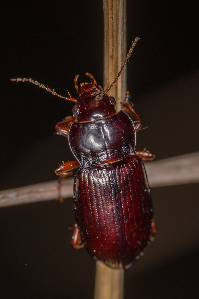 Amara propinqua