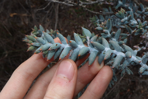 Image of Daviesia pachyphylla by (c) Thomas Mesaglio, some rights reserved (CC BY)