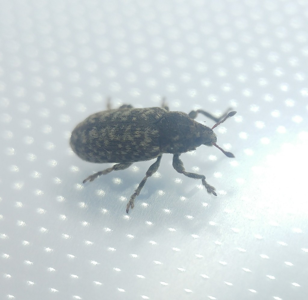 Bangasternus orientalis