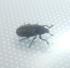 Bangasternus orientalis