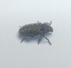 Bangasternus orientalis