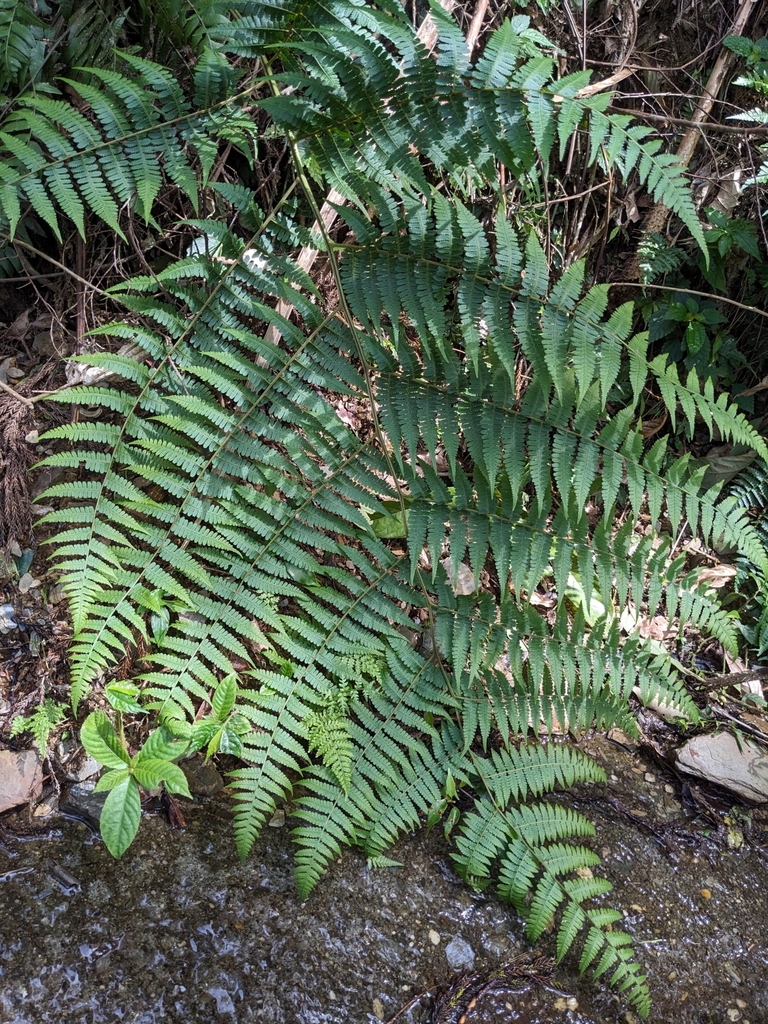 Deparia subfluvialis (Deparia subfluvialis)
