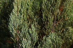 Callitris canescens, photograph (c) Greg Tasney, some rights reserved (CC BY-SA)
