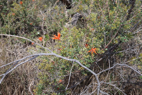 Image of Lambertia inermis by (c) Thomas Mesaglio, some rights reserved (CC BY)
