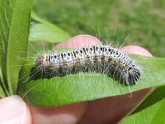 Acronicta tota
