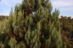 Callitris canescens, photograph (c) Greg Tasney, some rights reserved (CC BY-SA)
