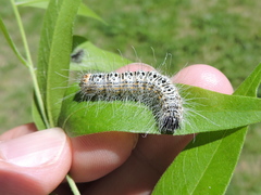 Acronicta tota