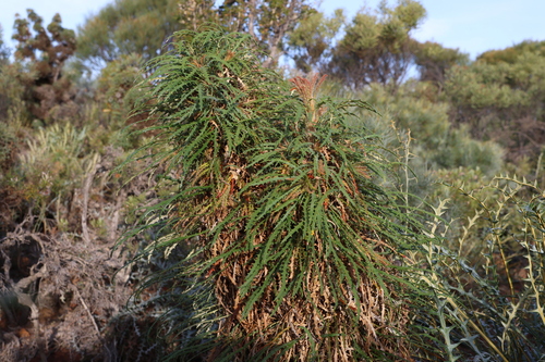 Image of Banksia foliosissima by (c) Greg Tasney, some rights reserved (CC BY-SA)