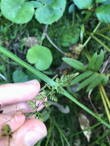 Thelypteris cystopteroides iNat (1)