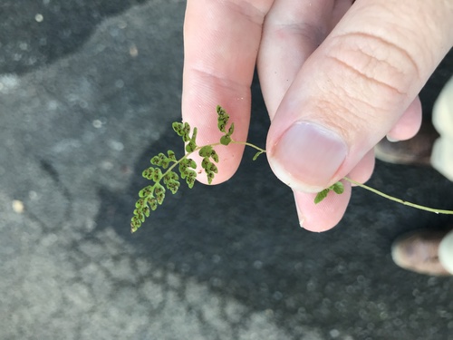 Parathelypteris cystopteroides