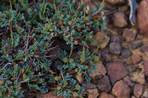 Image of Acacia depressa by (c) Greg Tasney, some rights reserved (CC BY-SA)