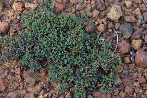 Image of Acacia depressa by (c) Greg Tasney, some rights reserved (CC BY-SA)