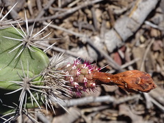 Stenocereus standleyi