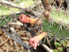 Stenocereus standleyi