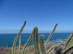 Stenocereus standleyi