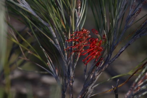 Red Toothbrushes (Grevillea cagiana)